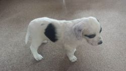 English Setter Pups For Sale