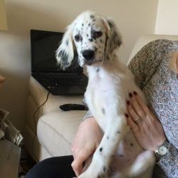 English Setter Pups For Sale