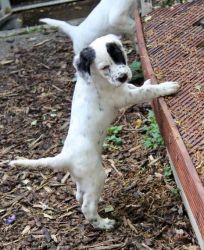 Working (field) English Setter puppies