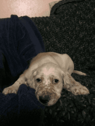 Pure bred English Setter Puppies