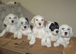 Pure Bred English Setter puppies 4 Sale!