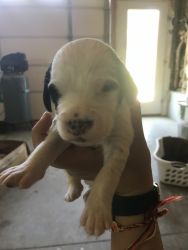 Registered English Setter puppies