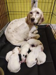 4 English Setters for Sale (2 male &2 female)
