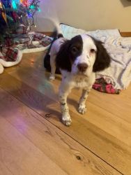 English setter puppies registered