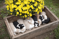 Registered English Shepherd Puppies