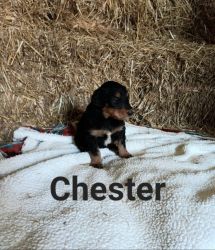 English Shepherd puppies for sale