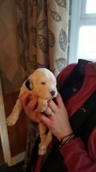 Old English Sheepdogs for adoption
