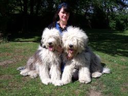 English Sheepdog puppies