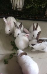 Rabbits for sale English spot and angora