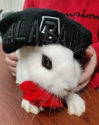 Beautiful Rabbits trained as emotional support animals