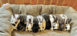 4 Beautiful Bunnies For Sale
