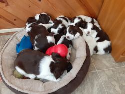 For sale Springer Spaniel puppies