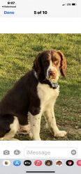 English springer spaniel puppies for sale