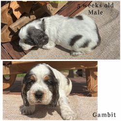 Gambit 8 weeks old