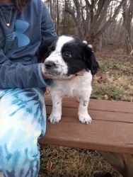 Mixed English Springer Pups for Sale