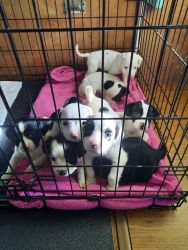 Litter of 8 puppies