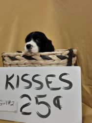 English Springer Spainel Puppies