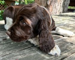 Male English Springer Spaniel, Chester County, PA