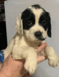 AKC REGISTERED puppies ready for new homes