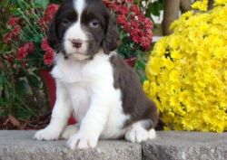 Cute Little English Springer Puppies