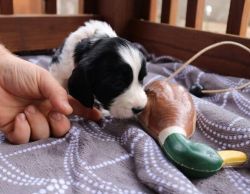 English-Springer-Spaniel Puppies Available