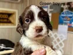 Springer Spaniel puppies available