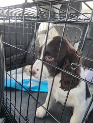 Springer puppy for sale to good home