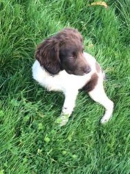 nglish Springer Spaniel Puppy For Sale