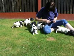 Registered English Springer Spaniels Puppies