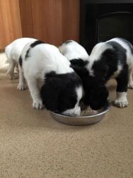 A.k.c Registered English Springer Puppies