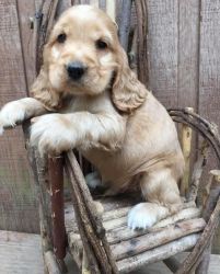 English Cocker Spaniel Puppies for Sale