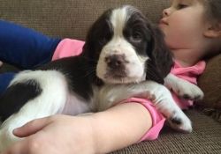 Lovely English Springer Spaniel Puppies