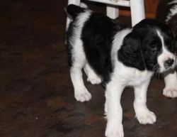 Potty Trained English Springer Spaniel Pups