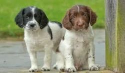 English Springer Spaniel Puppies For Sale $500