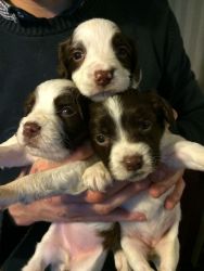 english springer spaniel pups for small rehome fee