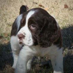 English Springer Spaniel Puppy for Sale