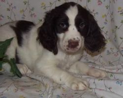 Lovely English Springer Spaniel puppies