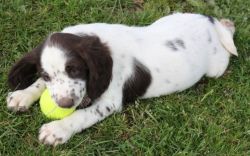 English Springer Spaniel puppy available