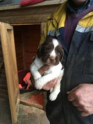 Working Springer Spaniel Puppies For Sale