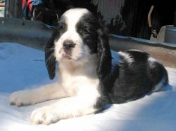 ENGLISH SPRINGER SPANIEL PUPPIES FOR SALE
