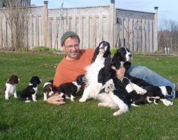 New Litter Ready English Springer Spaniel puppies