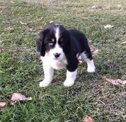 House trained English Springer Spaniel Puppies