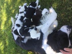 Springer spaniel puppies For Adoption