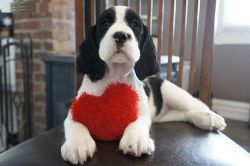 English Springer Spaniel Puppies For Lovely Homes