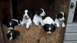 Springer Spaniel Puppies. 4 Bitches, 2 Dogs