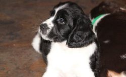 Lovely English Springer Spaniel Puppies For Sale