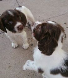 Healthy Pedigree English Springer Spaniels puppies for sale