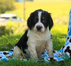 English Springer Spaniel puppies available