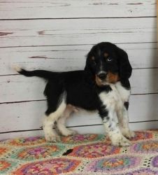 English Springer Spaniel puppies for sale.
