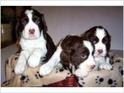 English Springer Spaniel puppies for adoption
